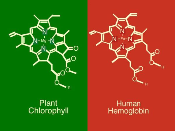 Chlorophyll vs Hemoglobin
